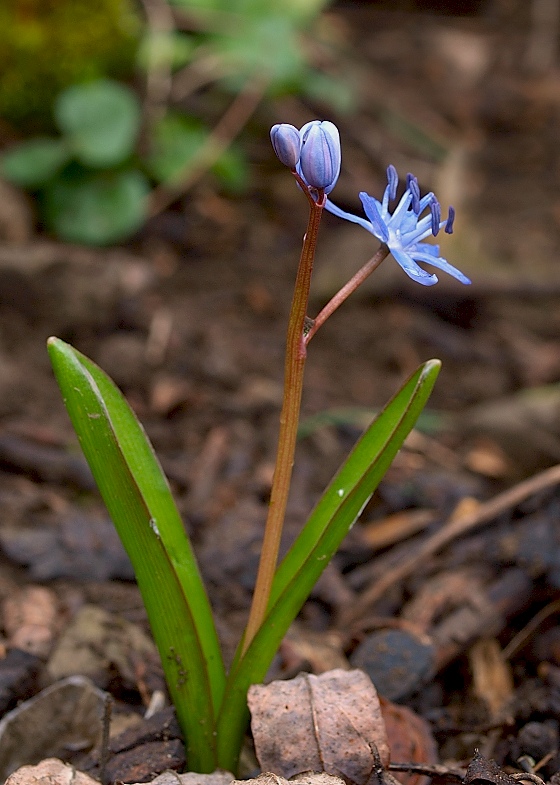 scila dvojlistá Scilla bifolia agg. L.