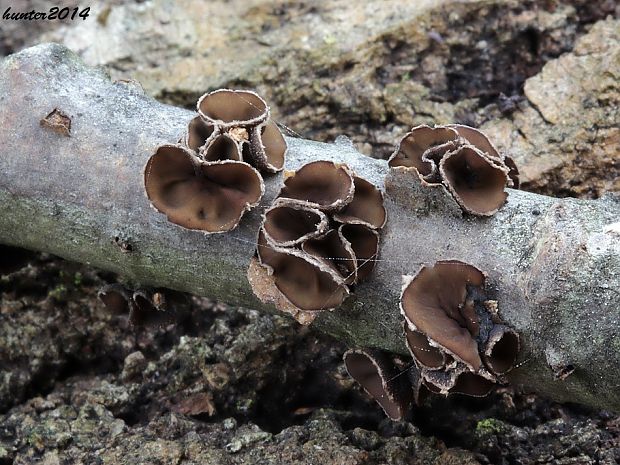 dutinovka lužná Sclerencoelia fascicularis (Alb. & Schwein.) P. Karst.