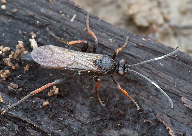 . Stenichneumon cf. culpator