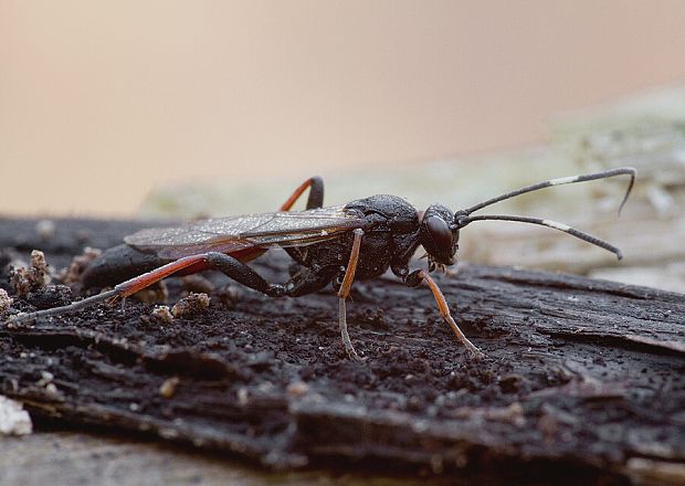 . Stenichneumon cf. culpator