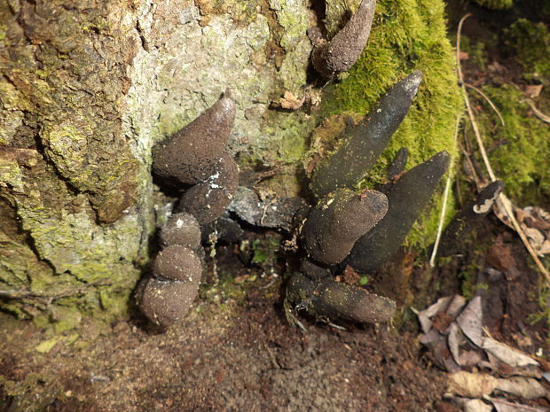 drevnatec Xylaria sp.