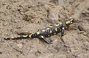 salamandra