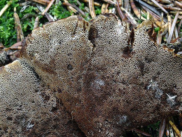 kožovník pásikavý Coltricia perennis (L.) Murrill