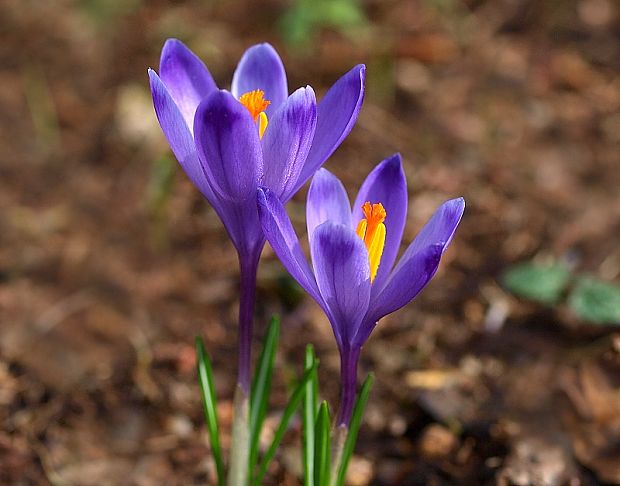 šafran spišský Crocus discolor G. Reuss