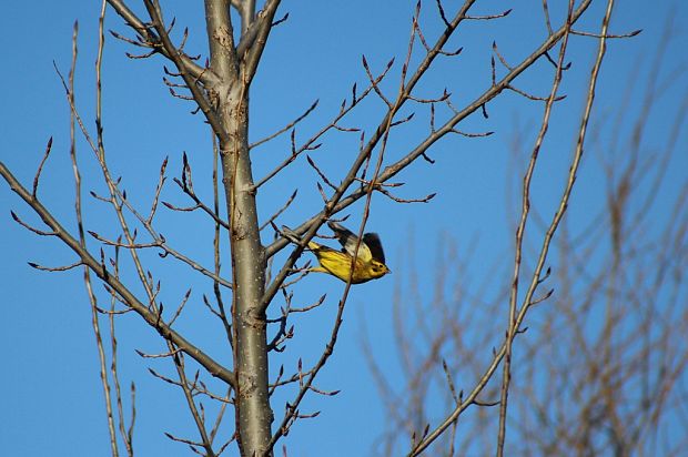 strnádka žltá  Emberiza citrinella