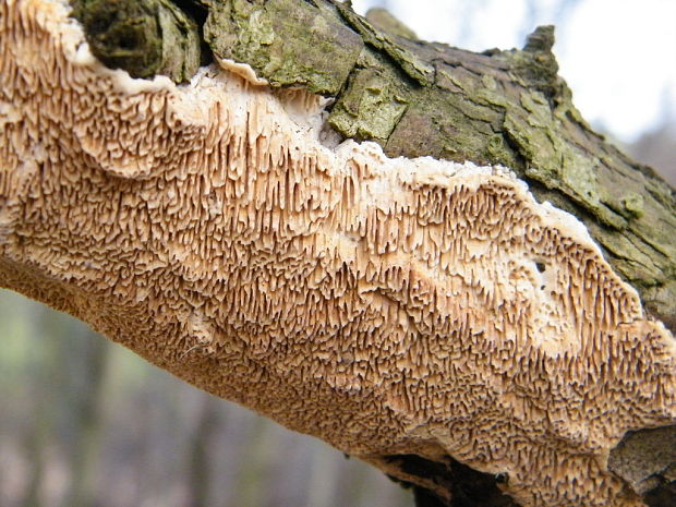 zubovec biely Irpex lacteus (Fr.) Fr.