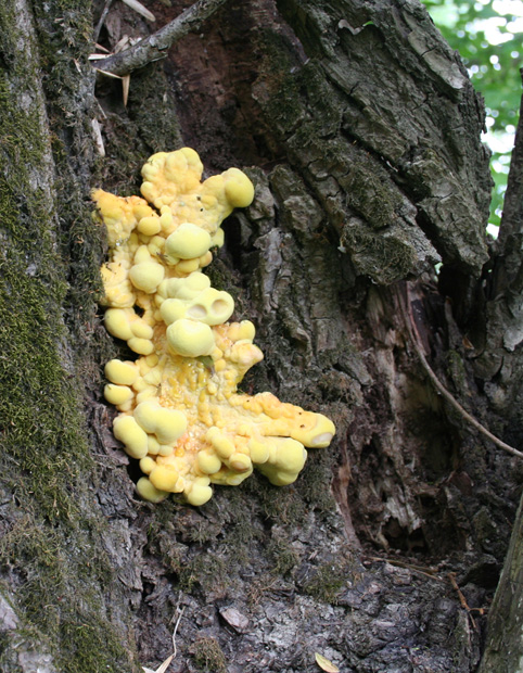 sírovec obyčajný Laetiporus sulphureus (Bull.) Murrill