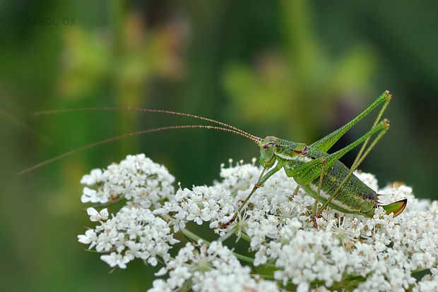 kobylka bielopása Leptophyes albovittata