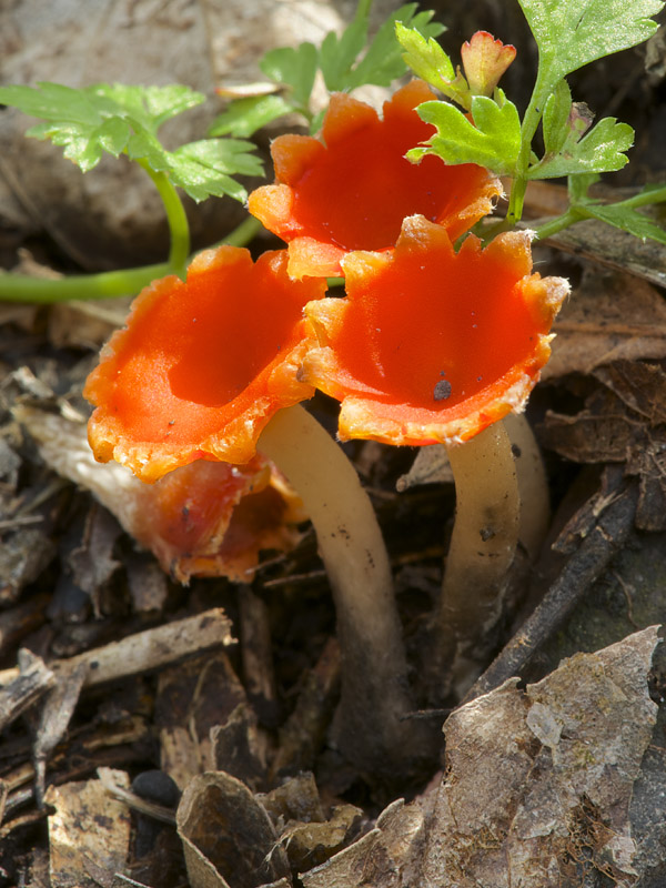 ohnivček zimný Microstoma protractum (Fr.) Kanouse