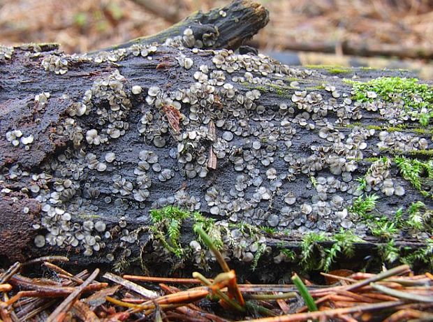 molízia Mollisia sp.