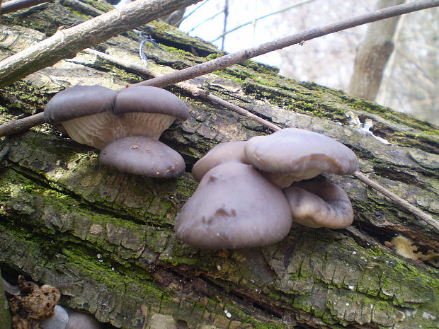 hliva ustricovitá Pleurotus ostreatus (Jacq.) P. Kumm.