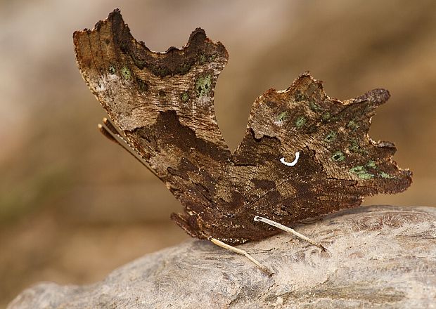 babôčka zubatokrídla Polygonia c-album