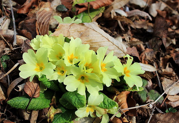 prvosienka bezbyľová Primula acaulis (L.) L.