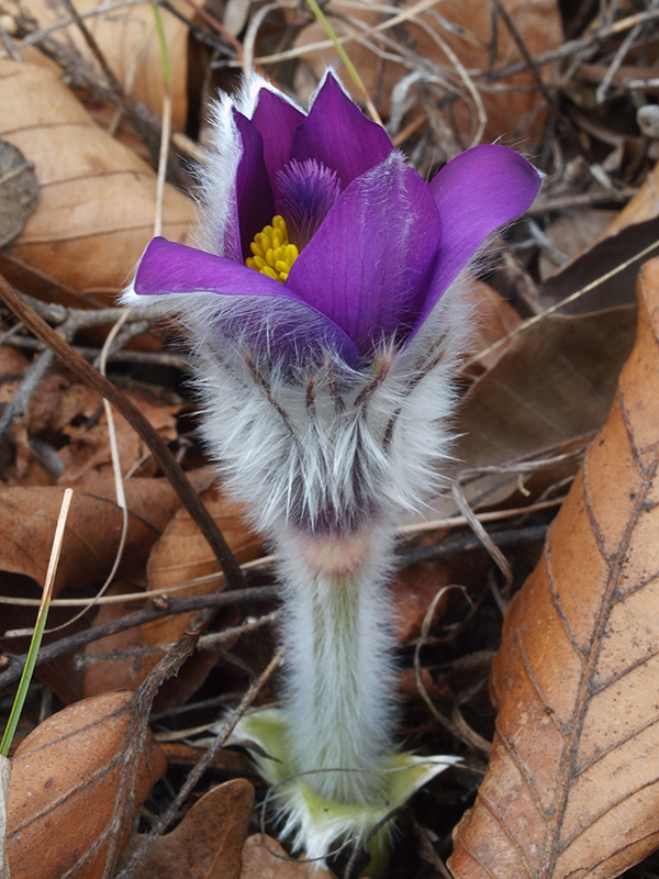 poniklec veľkokvetý Pulsatilla grandis Wender.