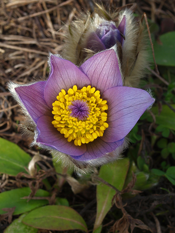 poniklec veľkokvetý Pulsatilla grandis Wender.