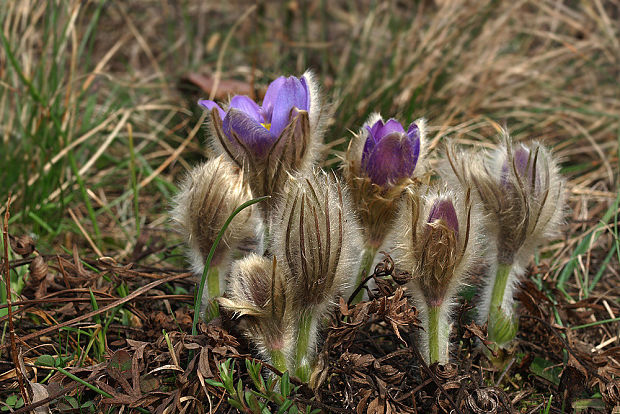 poniklec veľkokvetý Pulsatilla grandis Wender.