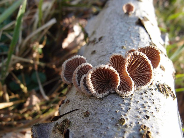 klanolupeňovka obyčajná Schizophyllum commune Fr.