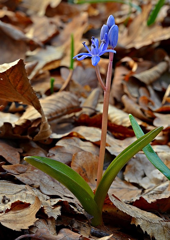 scila dvojlistá Scilla bifolia agg. L.