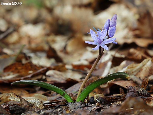 scila severná bukovská Scilla drunensis subsp. buekkensis (Speta) Kereszty