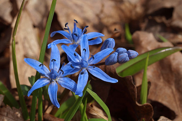 scila severná Scilla drunensis (Speta) Speta