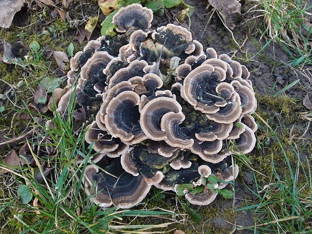 trúdnikovec pestrý Trametes versicolor (L.) Lloyd