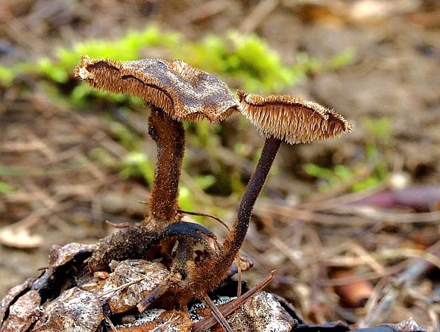 lopatovka obyčajná Auriscalpium vulgare Gray