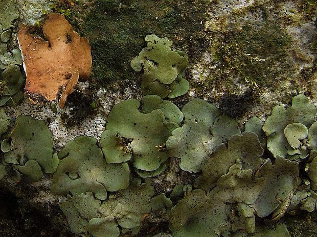 kožnatka  Dermatocarpon sp.