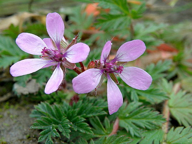 bociannik rozpukovitý Erodium cicutarium (L.) L