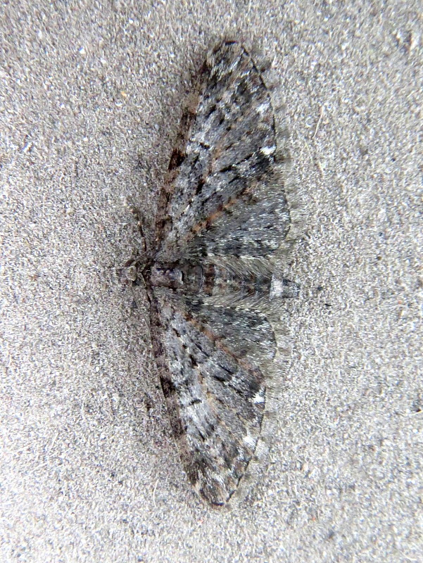 kvetnatka Eupithecia abbreviata cf.