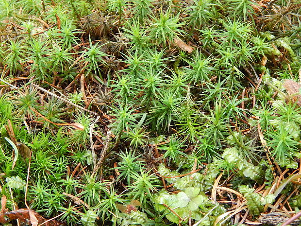 ploník stenčený Polytrichum formosum Hedw.