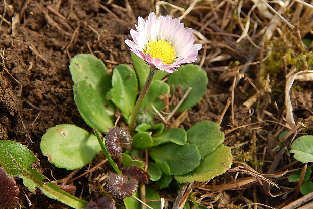 sedmokráska obyčajná Bellis perennis L.