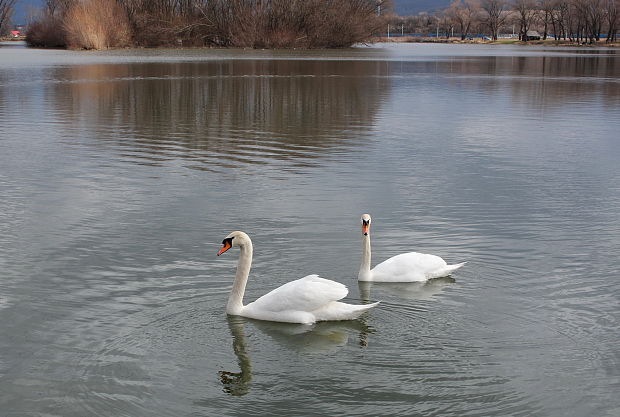 labuť hrbozobá Cygnus olor