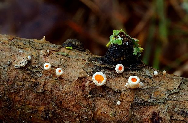 vlnuška Lachnellula sp.