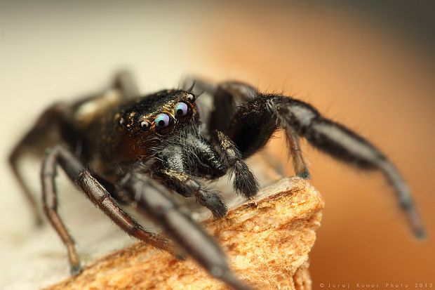 skákavka Canestriniho Mendoza canestrinii