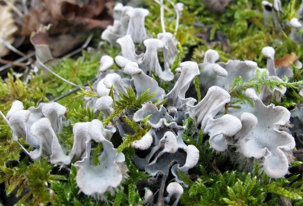 štítnatec Peltigera sp.