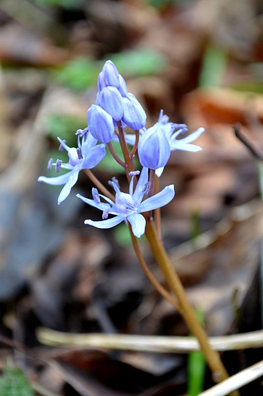 scila karpatská Scilla kladnii Schur