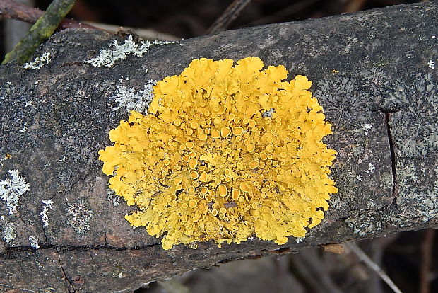 diskovník múrový Xanthoria parietina var. parietina