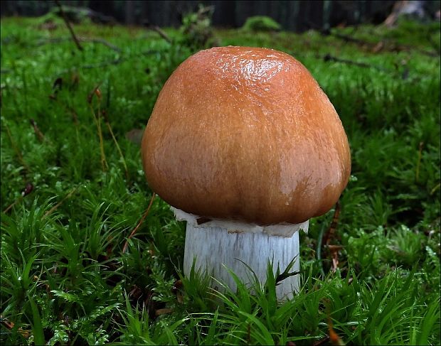 pavučinovec inovaťový Cortinarius caperatus (Pers.) Fr.