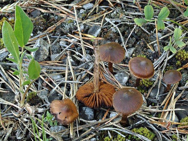 pavučinovec včasný Cortinarius vernus H. Lindstr. & Melot