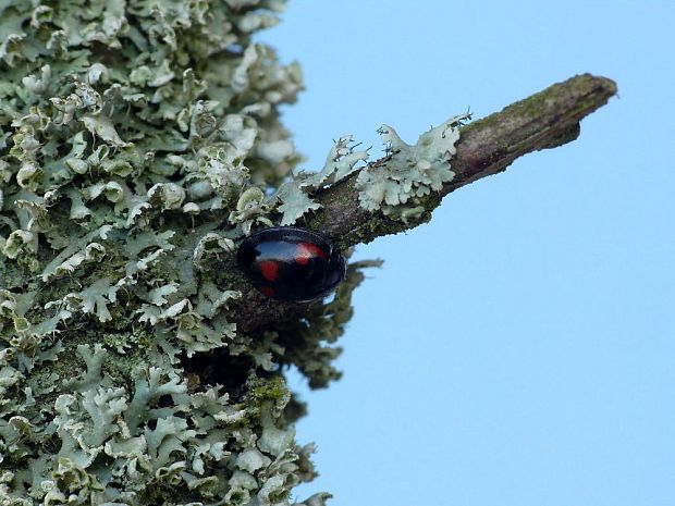 lienka (sk) / slunéčko čtyřskvrnné (cz) Exochomus quadripustulatus Linnaeus, 1758