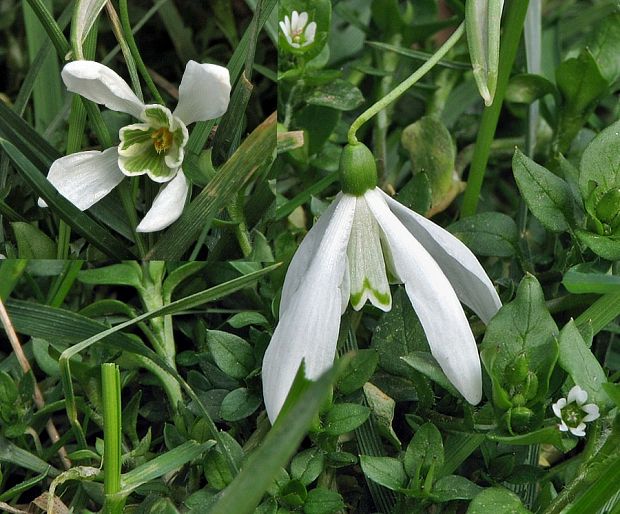 snežienka jarná Galanthus nivalis L.