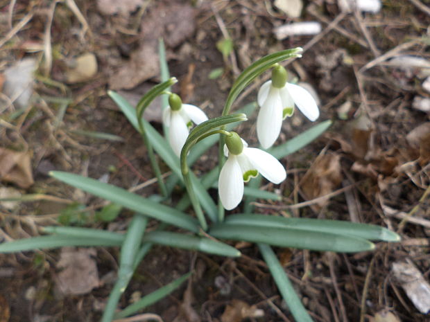 snežienka jarná Galanthus nivalis L.