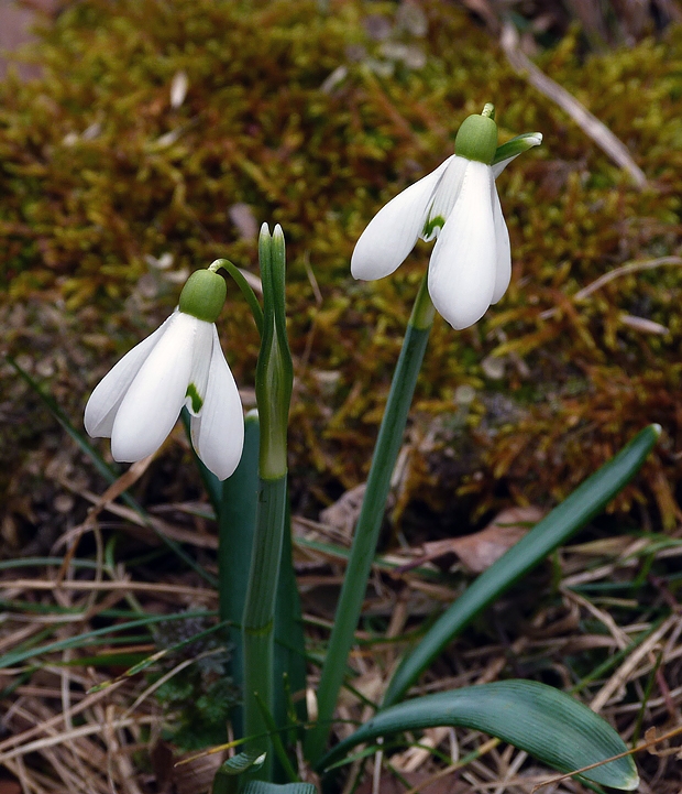 snežienka jarná Galanthus nivalis L.