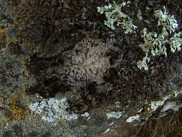 pupkovka obyčajná Lasallia pustulata (L.) Mérat