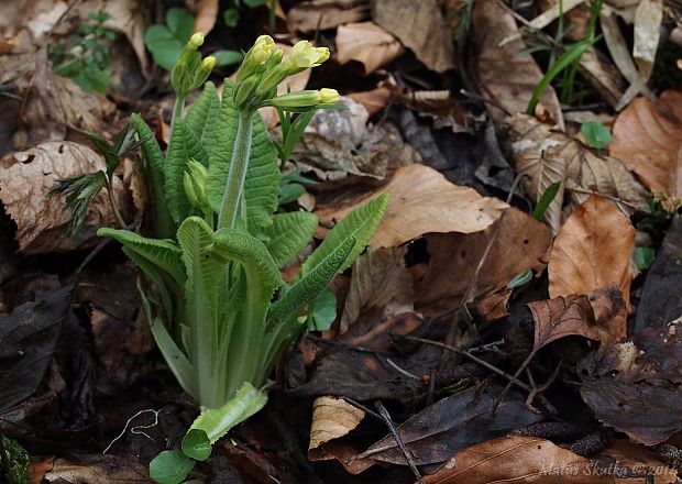 prvosienka vyššia Primula elatior (L.) L.