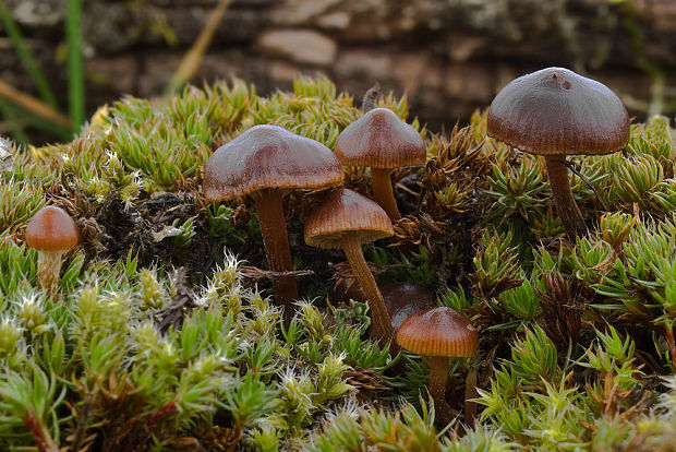 holohlavec tmavý Psilocybe montana (Pers.) P. Kumm.