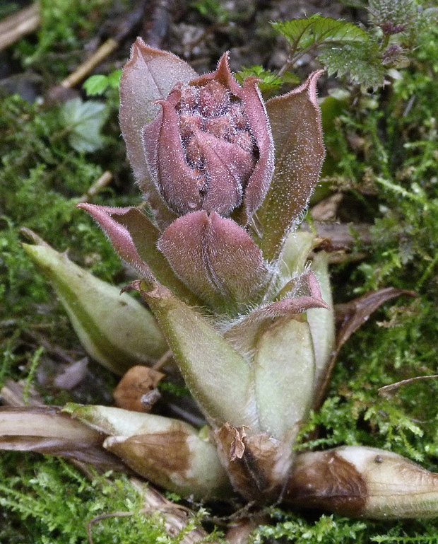 pľúcnik Pulmonaria sp.