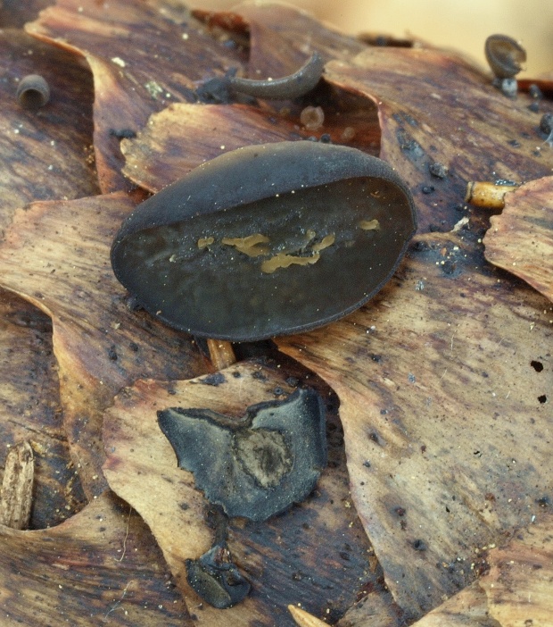 jahňadka smreková Rutstroemia bulgarioides (P. Karst.) P. Karst.