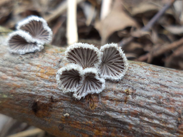 klanolupeňovka obyčajná Schizophyllum commune Fr.