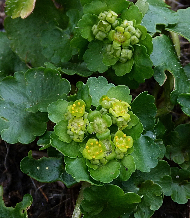 slezinovka striedavolistá Chrysosplenium alternifolium L.